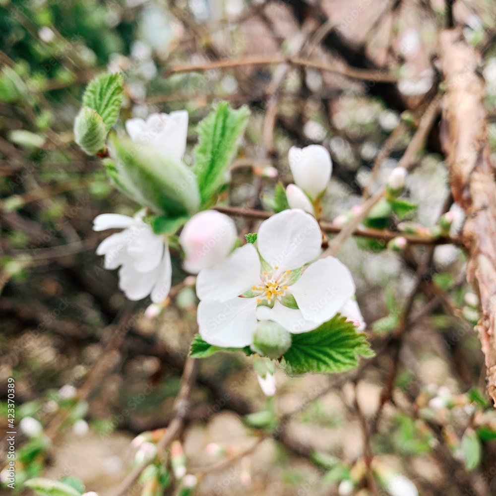 tree blossom