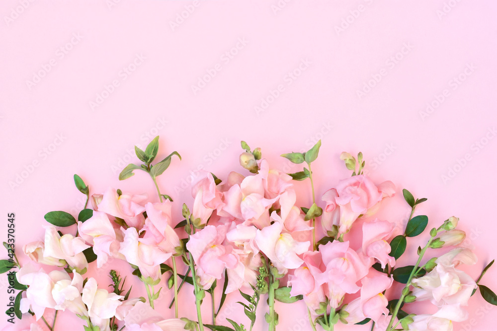 Delicate blossoming pink antirrhinum flowers frame, blooming pastel festive background, soft bouquet floral card, selective focus, toned