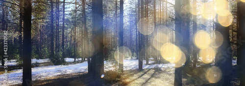 abstract seasonal landscape early spring in forest  sun rays and glare nature view