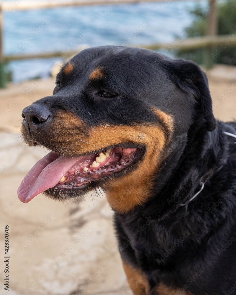 Hermoso ejemplar de Rottweiler aleman Hermoso ejemplar de Rottweiler aleman