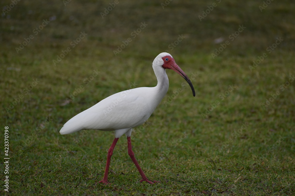 Fototapeta premium Ibis 2