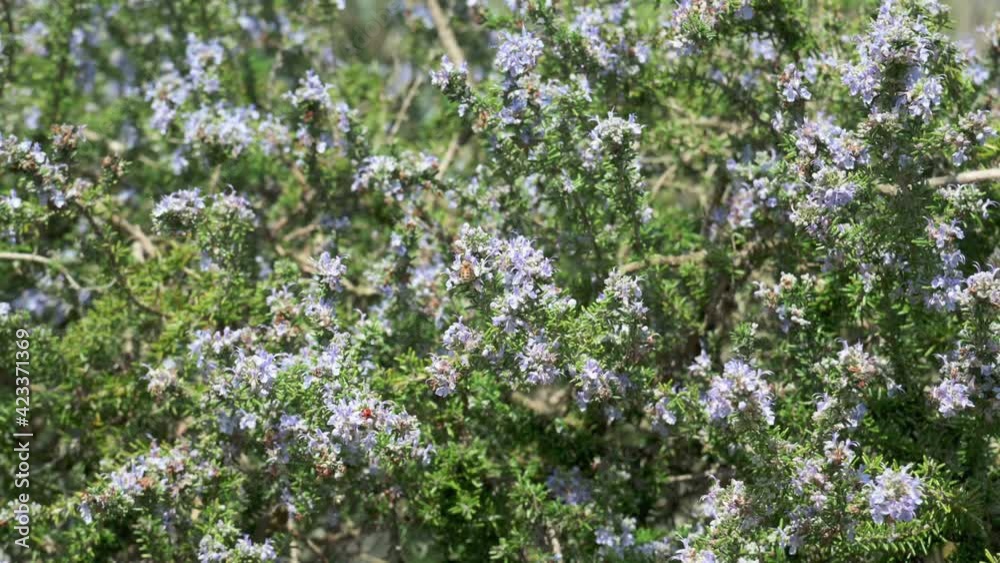 The fragrant rosemary herb shakes in the wind. The purple flowers of the herb are beautiful. The fragrant rosemary herb shakes in the wind. The purple flowers of the herb are beautiful.