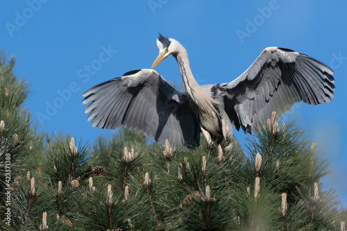 A young gray heron trying to fly out, photographed in the Netherlands. photo