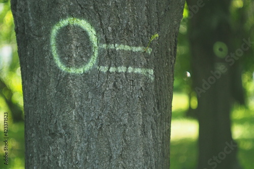 Marked trees with green paint in the forest