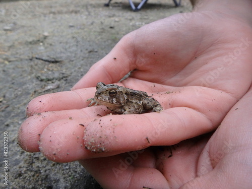 Forest toad sitting in kid hand