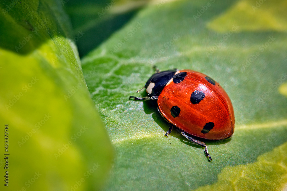 Naklejka premium Siebenpunkt Marienkäfer ( Coccinella septempunctata ).