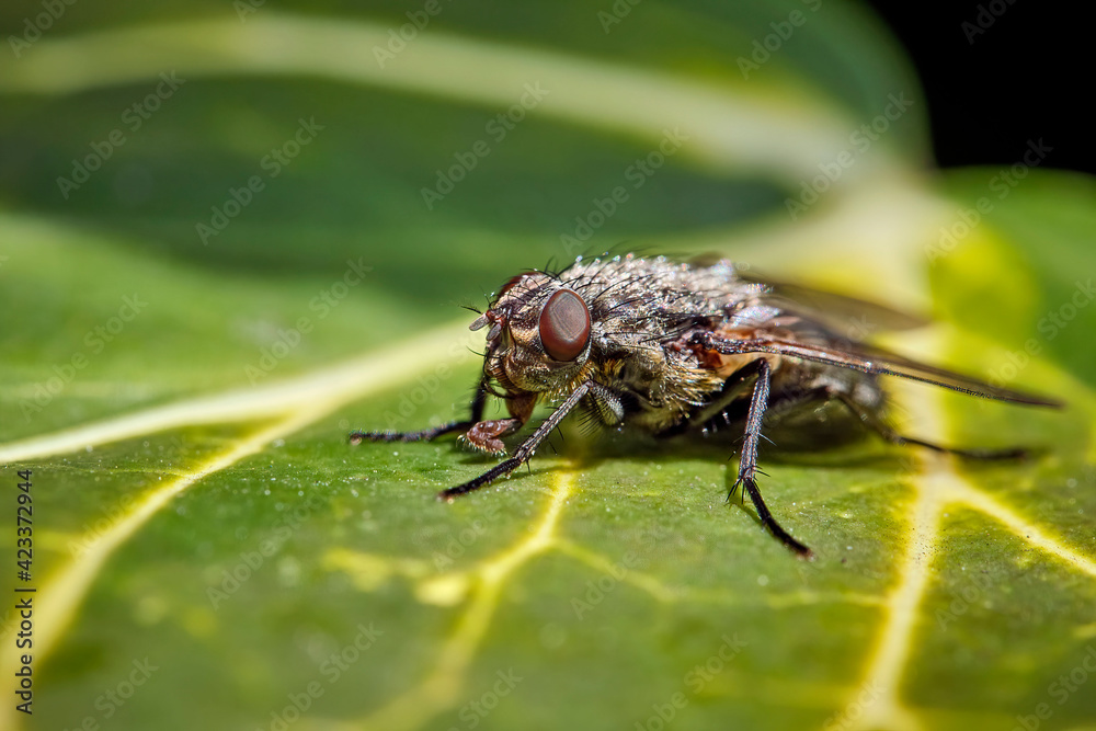 Schmeißfliege ( Pollenia sp. ). Schmeißfliege ( Pollenia sp. ).