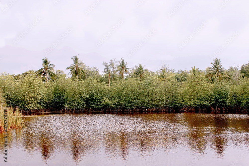 Mangrove forest lined neatly next to a calm river