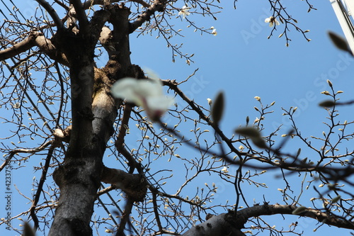 tree in the sky