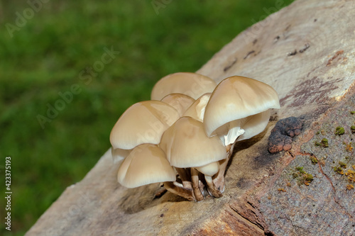 Pilz Beringter Schleimrübling, Oudemansiella mucida photo