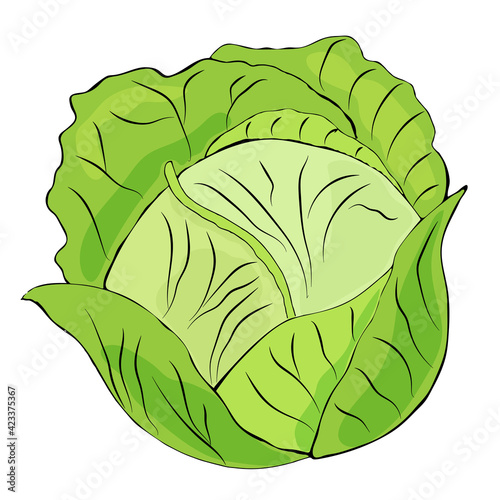 Cabbage clipart. Vector illustration of cabbage. Hand-drawn cabbage