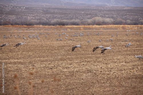 Sandhill cranes and snow geese sunrise dawn takeoff huge flocks in New Mexico Bosque del Apache wilderness preserve © Lindsey