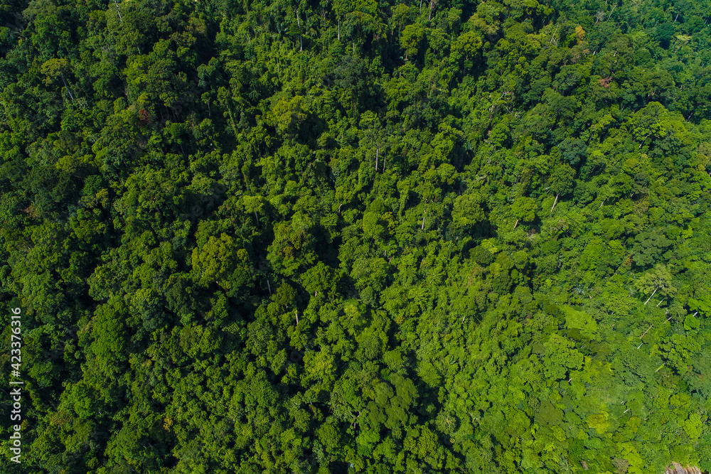 Green mountain tropical rain forest in Thailand