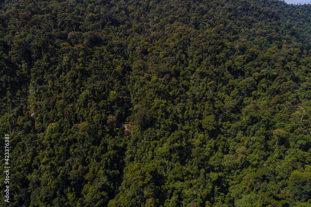 Green mountain tropical rain forest in Thailand