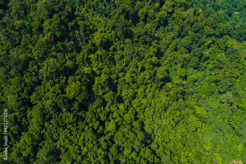 Green mountain tropical rain forest in Thailand