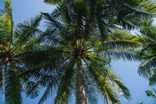 Branches of coconut palms under blue sky.