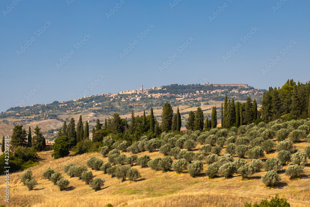Olive garden and Volterra in Tuscany, Italy