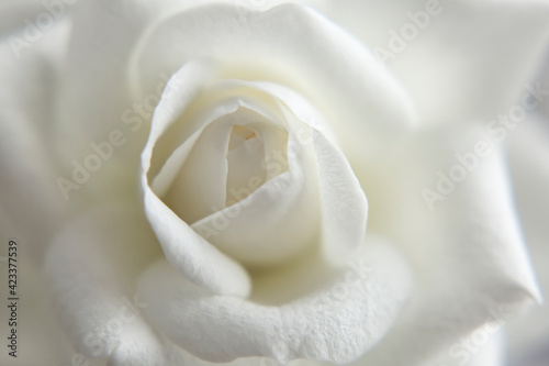 Blurred white rose close-up, wallpaper, background blank. Delicate soft image.