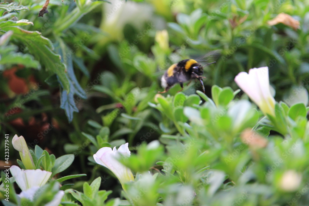1hummel 1hummel
