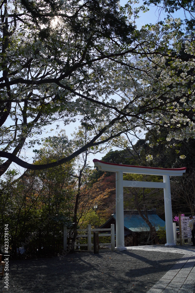 鎌倉の桜と風景