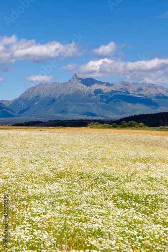 Blooming meadow with High Tatras, Slovakia