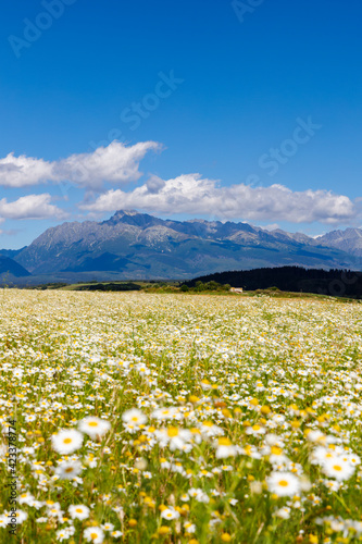 Blooming meadow with High Tatras  Slovakia