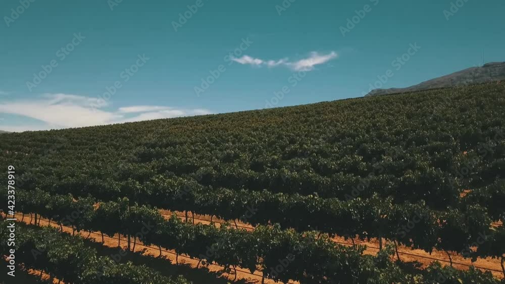 Drone shots of south african vineyards near cape town Drone shots of south african vineyards near cape town