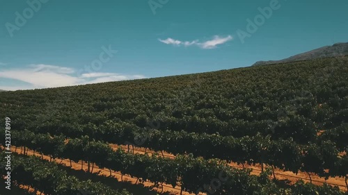 Drone shots of south african vineyards near cape town