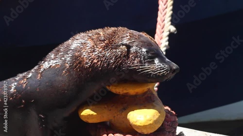sea lion in the port of Muizenberg near cape town south africa