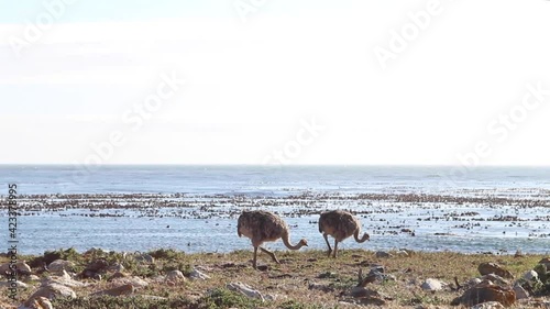 Young ostrich near cape point in the wild