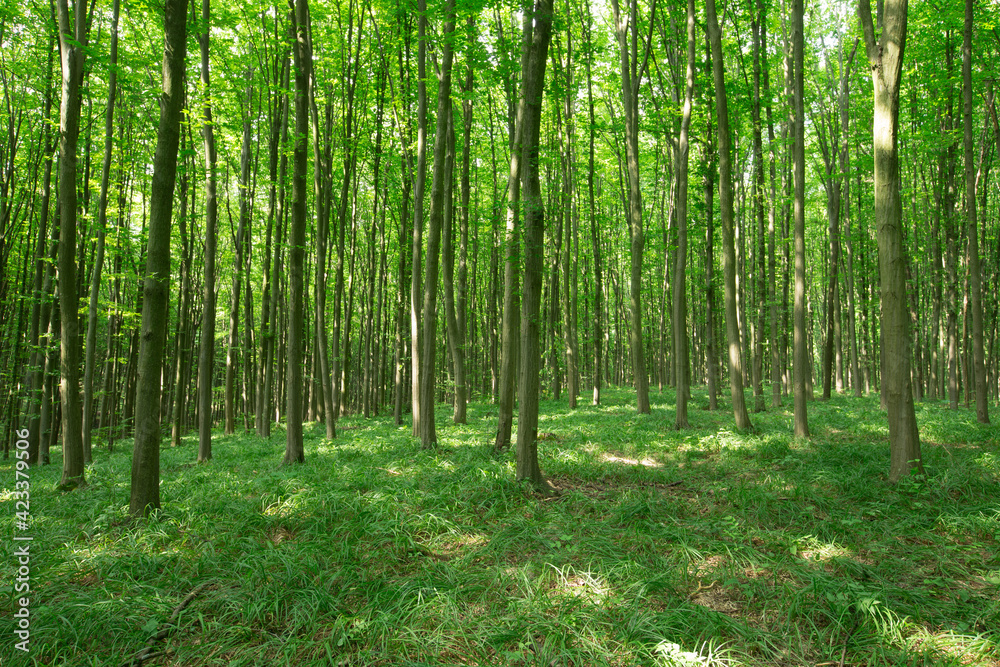 green Forest trees. nature green wood sunlight backgrounds green Forest trees. nature green wood sunlight backgrounds