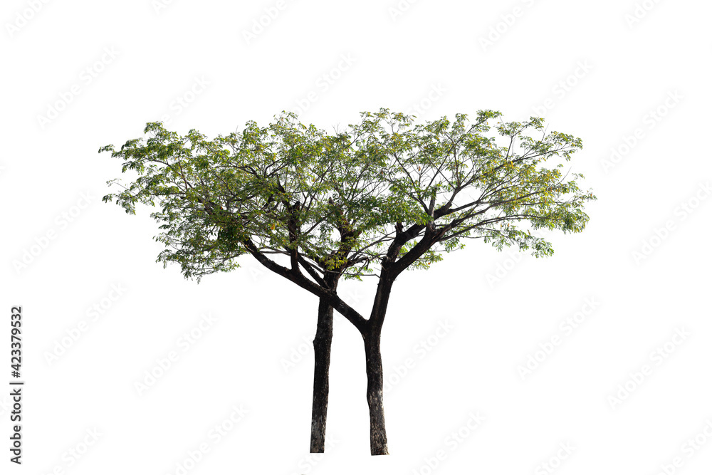 Green tree isolated on white background with clipping path. Green tree isolated on white background with clipping path.