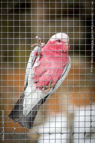 Neopsephotus bourkii Bird in cage photo