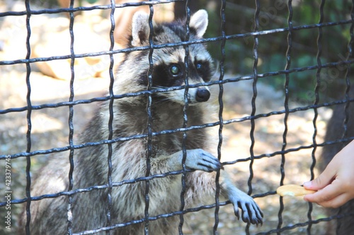 raccoon gargle in the zoo cage. hand of a man with a cookie for a raccoon. raccoon treat