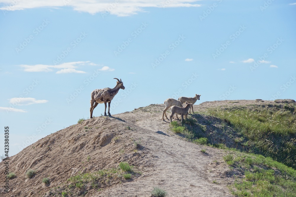 Mountain goats in Badlands National Park in South Dakota Mountain goats in Badlands National Park in South Dakota