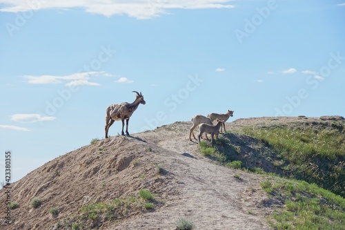 Mountain goats in Badlands National Park in South Dakota