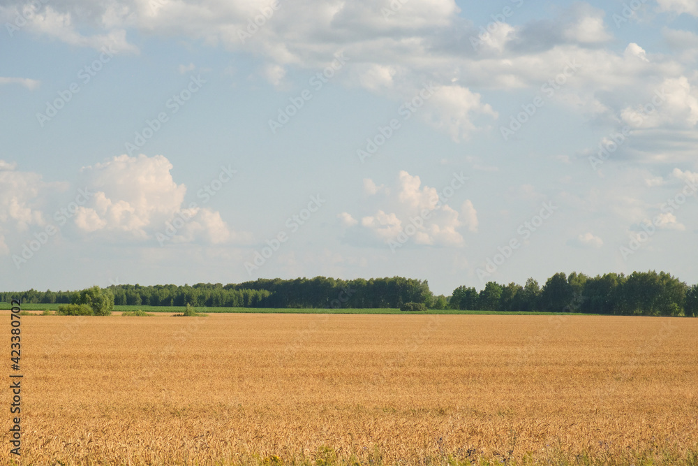 Several trees amidst a vast field of ripe wheat in summer. Agricultural land before harvesting grain. Picturesque rural landscape. Fluffy white clouds against the blue sky. Several trees amidst a vast field of ripe wheat in summer. Agricultural land before harvesting grain. Picturesque rural landscape. Fluffy white clouds against the blue sky.