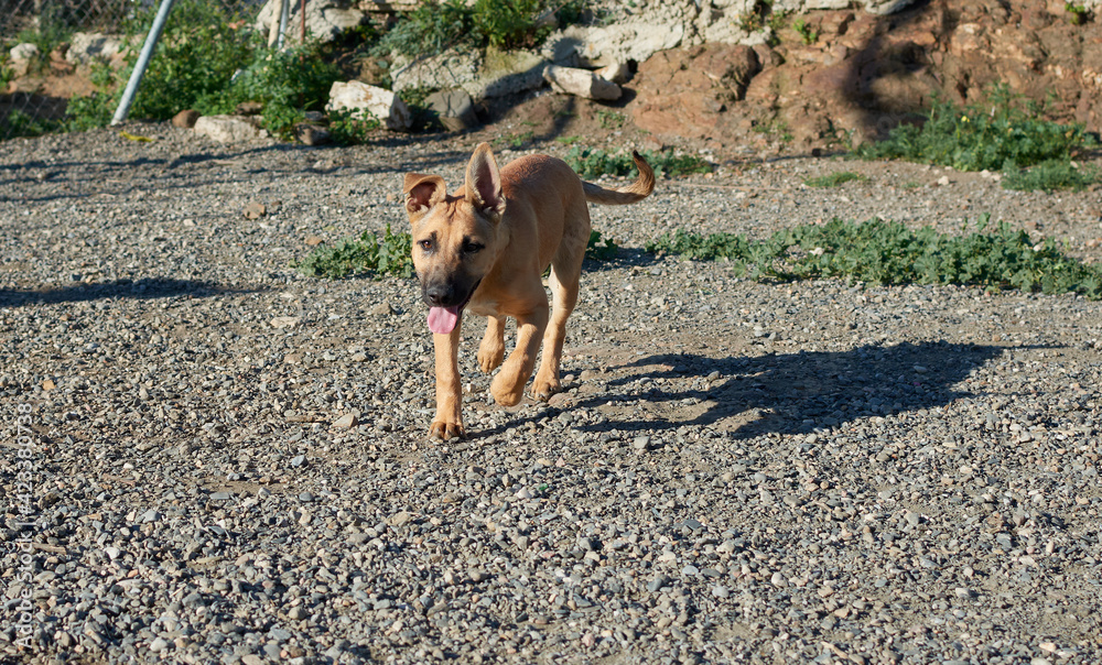 A selective focus of a young dog with its shadow on the ground