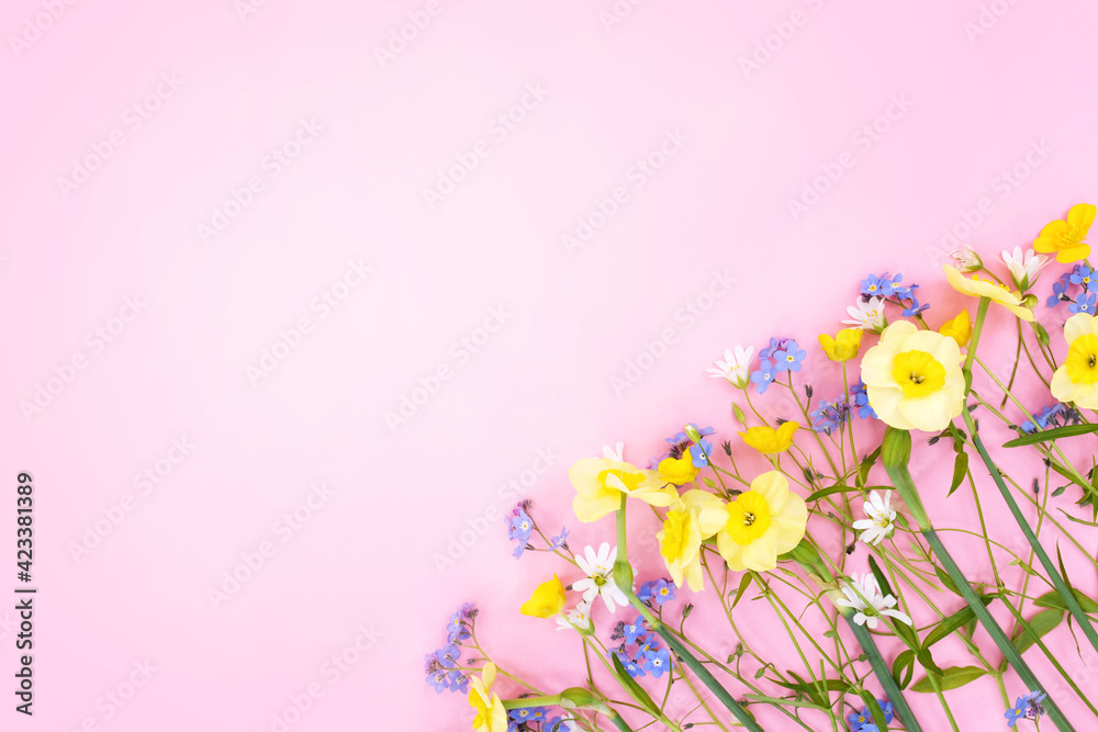 Spring blossoming daffodils and forget-me-not flowers on pink background, pastel and soft springtime floral card