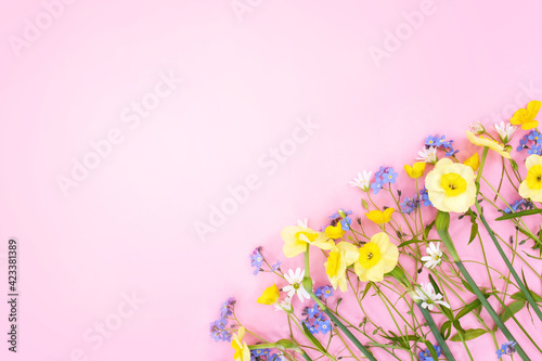 Spring blossoming daffodils and forget-me-not flowers on pink background, pastel and soft springtime floral card