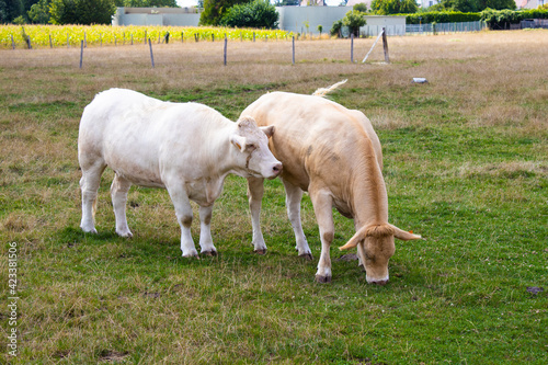 calf and cow eating grass