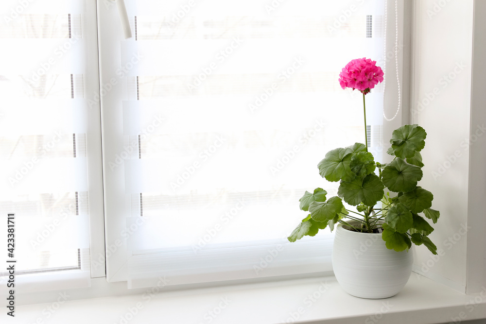 Fototapeta premium White blinds hang on the window, and a pelargonium with a red flower stands on the sill.