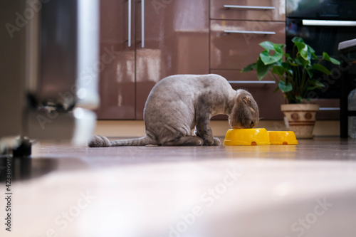 A beautiful trimmed cat is sitting in the kitchen. A cat with a fashionable haircut eats dry food from a plate. 