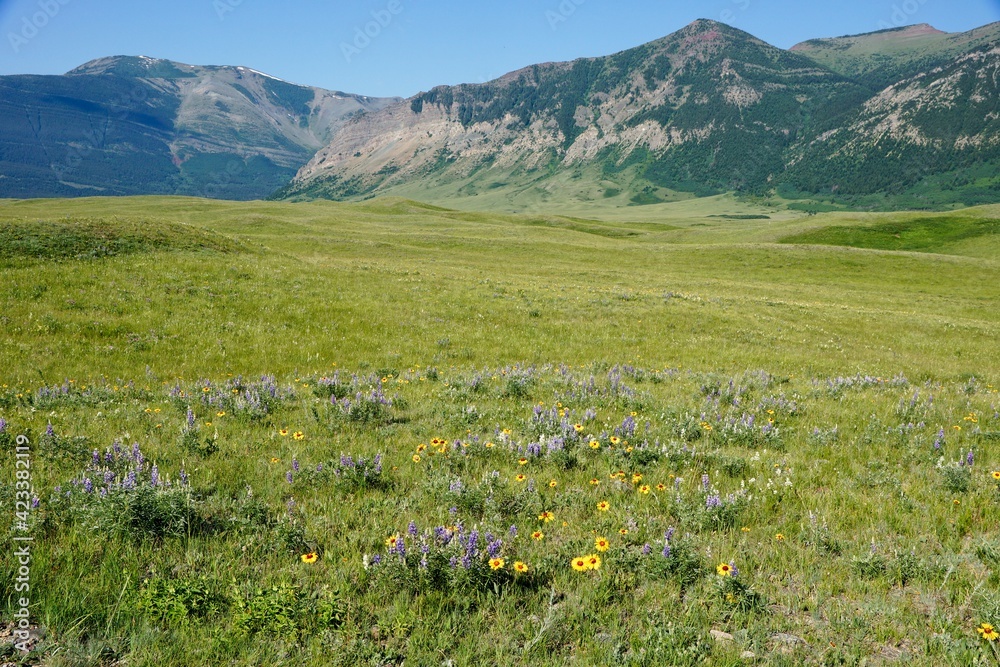 Obraz premium Wild flowers in Waterton Lakes National Park in Alberta Canada