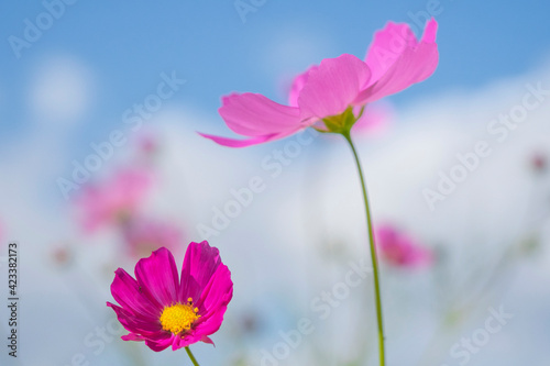 コスモス　cosmos