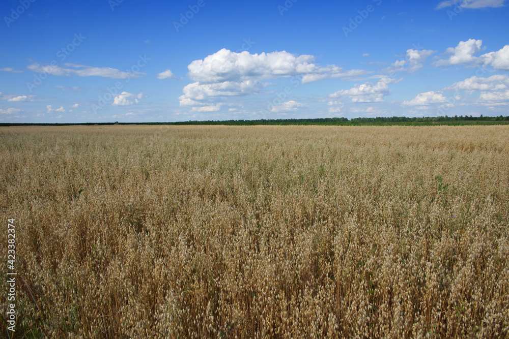 Blue sky over a vast field of ripe oats. Farm land. Picturesque area. Oat cereal fields with blue sky on a sunny summer day before harvest.