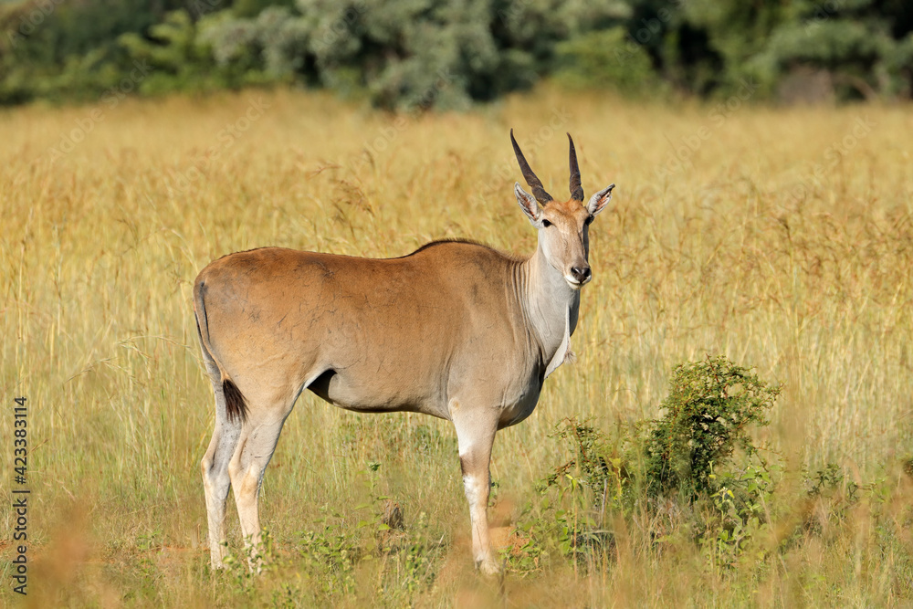 An eland antelope (Tragelaphus oryx) in natural habitat, South Africa. An eland antelope (Tragelaphus oryx) in natural habitat, South Africa.