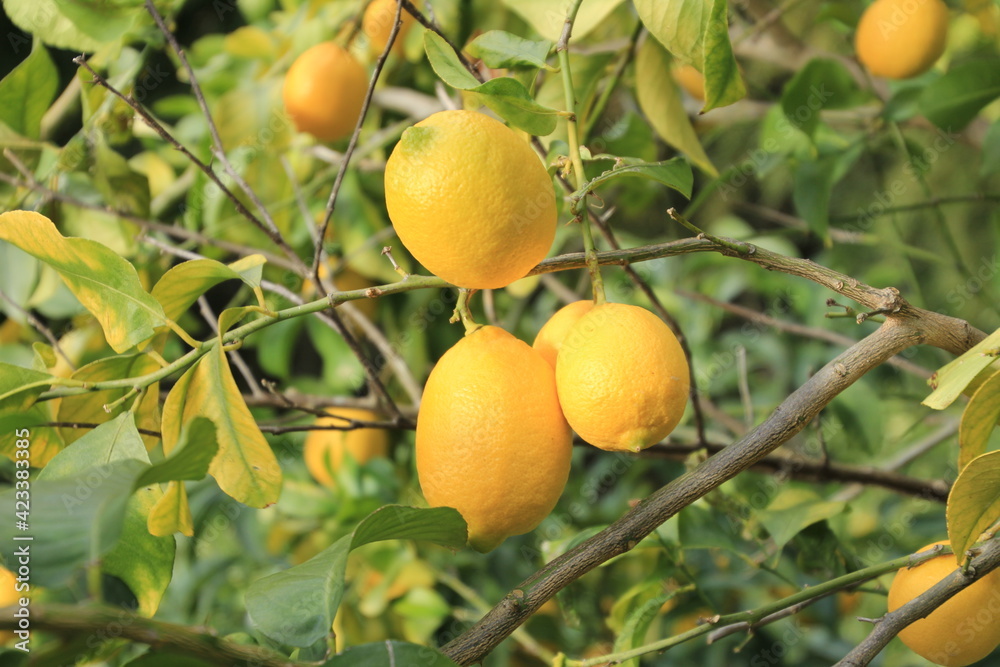 果樹園　レモン畑