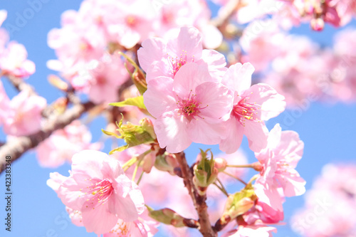 さくら 満開 春 美しい桜 サクラ 淡い ピンク 花びら 花見 入学 卒業 新生活 淡い 