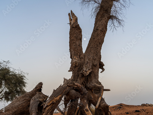 Dead trees found in the Dubai desert